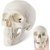 Merinden Mini Skull Model - Small Size Human Medical Anatomical Adult Head Bone for Education 3 Part Anatomical Skull with Removable Skull Cap and Moving Jaw