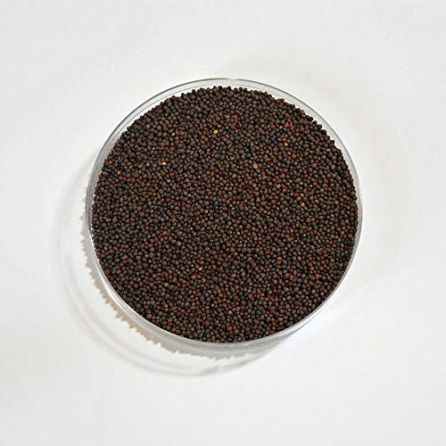 Organic, Non-GMO Broccoli Seeds for Sprouting Sprouts Microgreens (16oz of Pure Seed (80000+Seeds)). - //medicalbooks.filipinodoctors.org