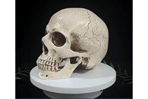 MeritMode Human Skull Statue - Realistic Life-Size Skull Head 5.91" H inch - Ghost Festival Gifts, Halloween Decor Collectibles Skeleton Head Home Decor