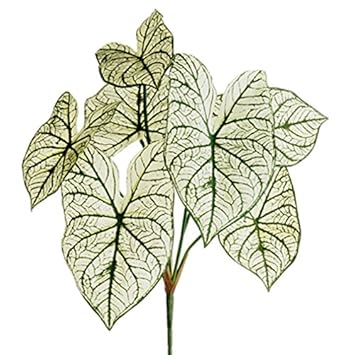 Silk Plants Direct Caladium Bush Pack of 12 Green