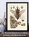 Bee Diagram - Perfect Educational Poster for Homeschool or Classroom Decor, Vintage Bee Farm Wall Arts, Great Gift for Beekeepers, 11x14 Unframed Art Print Poster