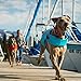 RUFFWEAR - Float Coat Life Jacket for Dogs, Blue Atoll (2017), Small