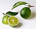 Everbearing Persian Lime Tree - Potted - Fruit Bearing Size (No Shipping To AZ, Ca, FL, TX)