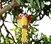S&F Life Size Hanging Parrot Statue Like a Real Parrot Patio Lawn Ideal Decor for Nature Lovers Tropical Bird Collectors (Wings)