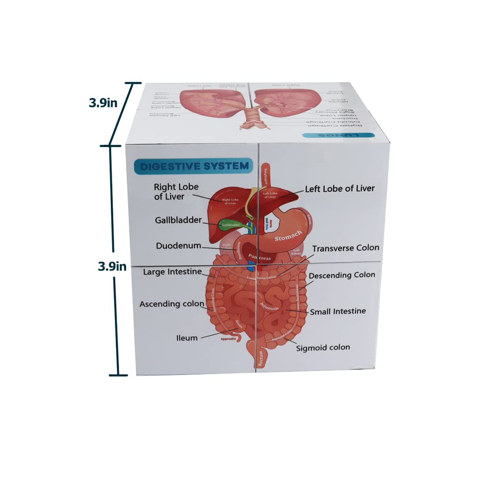 Human Anatomy Study Cube - 9 Parts Medical Learning Tool With Heart Brain Lungs