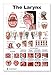 Larynx Poster, Voice, Education, Vocal Folds, Mouth, Head Cutview, Vocal Pathology, Size 12x17inch