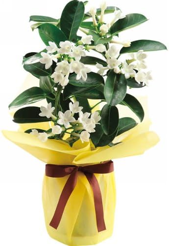 Amazon 人気の母の日ギフト マダガスカルジャスミン鉢植え メッセージカード付 5 9 5 11にお届け 観葉植物 オンライン通販