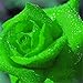 super1798 20 Pcs Rare Colorful Rose Flower Seeds DIY Home Garden Plant - Green