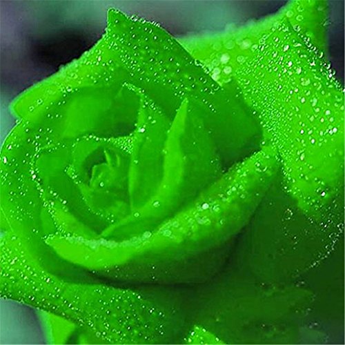 super1798 20 Pcs Rare Colorful Rose Flower Seeds DIY Home Garden Plant - Green super1798 20 Pcs Rare Colorful Rose Flower Seeds DIY Home Garden Plant - Green