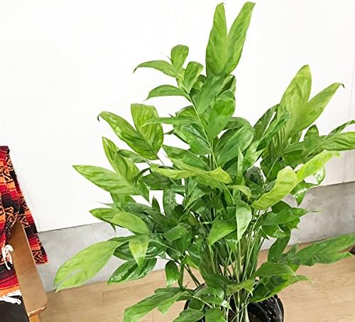 高性チャメドレア 観葉植物 本物 鉢カバー付 ヤシの木 日陰や寒さに強い やしの木 インテリア B01abuq2sm 6 080円 人気海外一番 100 品質保証 全品送料無料 即日出荷 Sale開催中