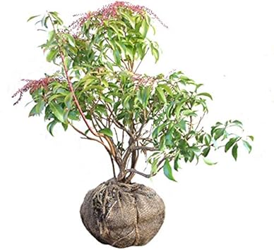 Amazon ベニバナアセビ 樹高50 80cm前後 単品 常緑 苗木 庭木 花木 アケボノアセビ 植木
