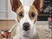 PetChatz HD and PawCall: Digital Daycare with two-way premium audio/HD video pet treat camera w/DOGTV, sound/motion triggered video recording, calming aromatherapy (as seen on The Today Show)