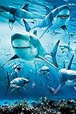 Shark Infested Poster Art Print Poster - 24x36 Poster Print, 24x36