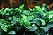 Anubias Petite On Driftwood | Aquarium Plants Factory