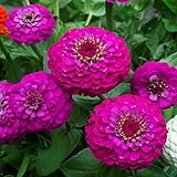Outsidepride 1000 Seeds Annual Zinnia Elegans