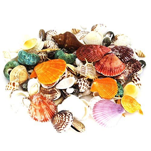 135 PCS Mini Sea Shells Mixed Beach Seashells Starfish, Colorful Natural Seashells Perfect Accents for Candle Makingï¼ŒHome Decorations, Beach Theme Party Wedding DÃ©cor, Fish Tank and Vase Fillers