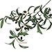 SUPLA 5 Pack Artificial Olive Branch Spray Plants Houseplant Olives Fruit Plants Greenery UV Resistant Plants 28.3