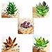 CEWOR 10pcs Mini Artificial Succulents Different Kinds for Plants Wall Decoration DIY Materials
