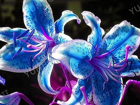 Amazon Co Jp 2個の球根 ブルーリリー球根 青いユリの花 ない種子 ロイヤルブルーユリの球根 ブルーユリ ホーム キッチン