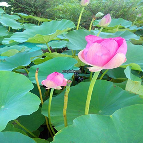 Portal Cool Taiwanese Yu Choy/You CAI ?? Veggie Seeds, 1/4 Oz - Thumbnail 2