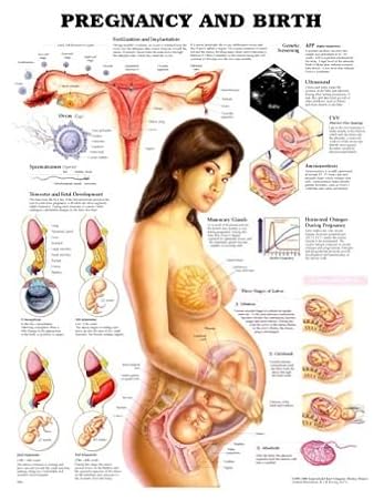 Amazon Com Anatomical Chart Company Pregnancy And Birth Chart Beauty