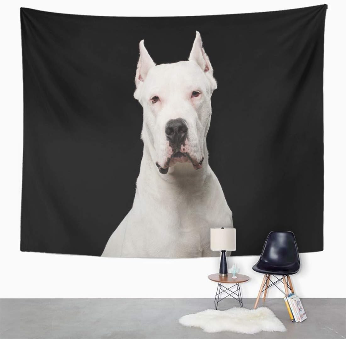 outdoor feral cat shelters