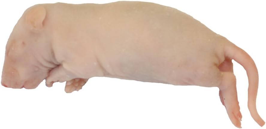 Euro Rep Frozen Rat Fluffs 10-25g - Pack of 100