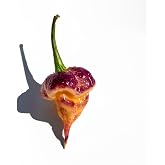 Purple Peach Carolina Reaper Pepper Premium Seeds for Planting Packet