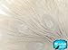 5 Pieces - Ivory Bleached Peacock Tail Eye Feathers 10-12