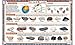 Tot Talk Rocks & Minerals Educational Placemat for Kids – Made in USA – Durable, Double-Sided, Science Placemat with Rock Types & Mineral Identification Tips – Waterproof, Wipeable, 17.5” x 11.5”