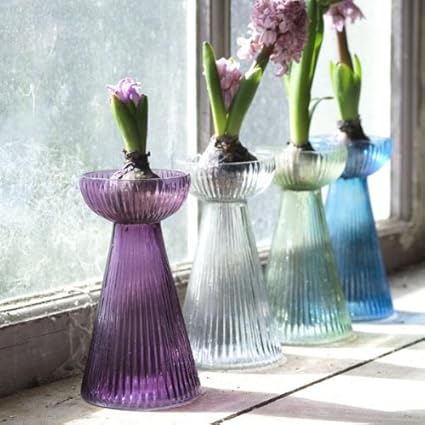 Hyacinth Bulb Vase Clear Amazon Co Uk Kitchen Home