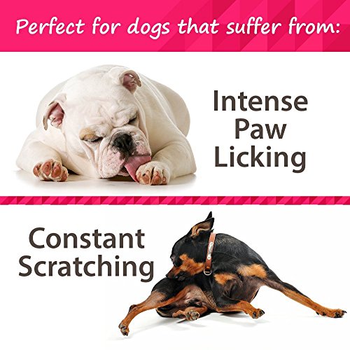 Top 8 Best Dog Foods for Shichon in 2019 DogStruggles