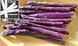 Sweet Purple Asparagus (Organically Grown) 325 Seeds Upc 646263363034 + 2 Plant Markers