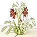 Paper Spiritz Pop up Mother's Day Cards, Flower Greeting Card Birthday Card Thank You Card with Envelope, Get Well Pop Up Card, I Love Mom Cards for Women Wife Mom Sister Aunt Granny (2013)
