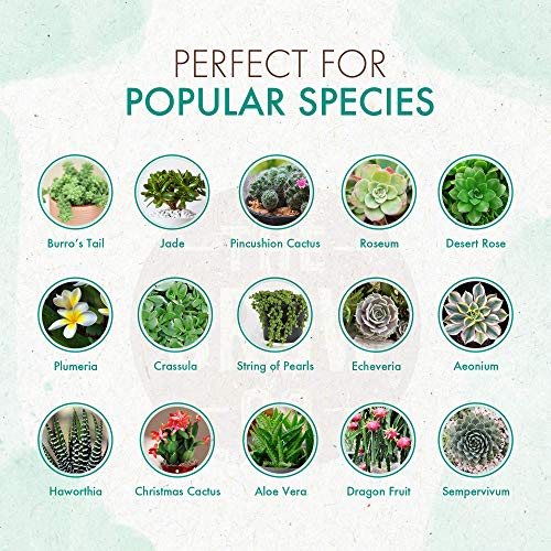 Succulents & Cactus Plant Food Gentle Long Lasting Formula, Slow