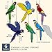 Juvale Hanging Parrot Paper Honeycomb Decorations for Tropical Birthday Party (6 Pack)