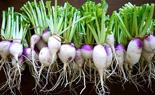 Turnip Purple Top White Globe up to 20 Seeds