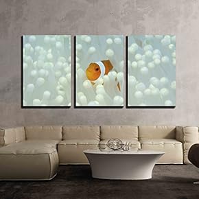 Clown Anemonefish and White Sea Anemone x3 Panels