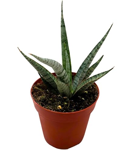 Amazon.com : Sansevieria Starfish (6 inch + Grower Pot) - 6 inch Live Snake  Plants - Star-Like Pattern Leaves Indoor Plants - Low-Maintenance,  Beginner-Friendly, and Air-Purifying Houseplants : Patio, Lawn & Garden