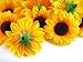 (100) Silk Yellow Sunflowers sun Flower Heads , Gerber Daisies - 1.5