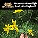 Royal Arnica Oil – Organic Herbal Blend for Muscle Recovery, Bruise Support, Joint Flexibility, Skin Vitality – Longer Lasting Than Arnica Cream or Gel – Infused with Essential Oils (1oz)