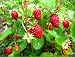 Seeds Wild Strawberries Baron Solemakher Organic Natural Heirloom Seed