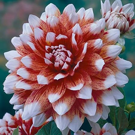 FERNSFLY Flower Bulbs IMP. Dahlia | Dhalia | Dahalia Perennial Flower Bulbs Excellent Quality Attractive Aromatic Flower Home Outdoor Gardening Flowering Bulbs (Pack Of 9 The Striped Duet)