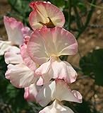 Sweet Pea - Mollie Rilstone- 25 Seeds