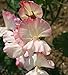 Sweet Pea - Mollie Rilstone- 25 Seeds