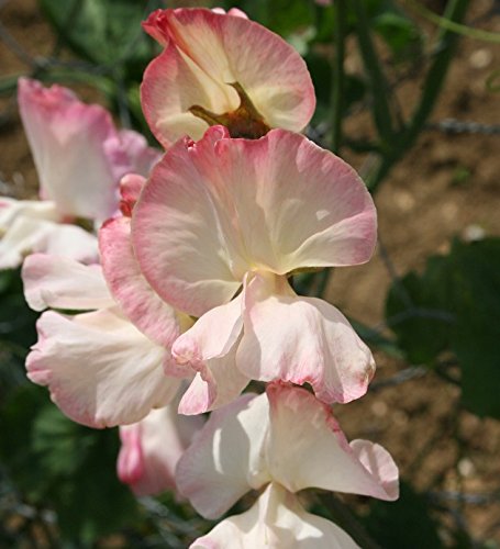 Sweet Pea - Mollie Rilstone- 25 Seeds