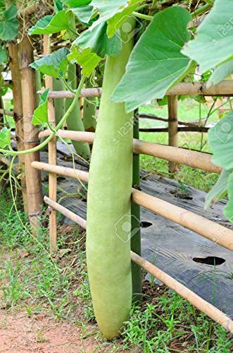 Golden Hills Farm (AVG 50-100) seeds Long Giant Rare Hybrid