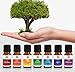 7 Chakra Oils Essential Oils Kit (Herbal) Natural Essential Oils to Balance the Chakras