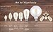 CRLight 8W 4000K LED Edison Bulb Daylight (Neutral White) 800LM Dimmable, 80W Equivalent E26 Medium Base, ST21(ST64) Vintage LED Filament Bulbs, 360 Degrees Beam Angle