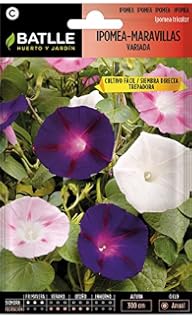 Huerto Urbano - Mix de flores Profesional (Ornamentales grandes ...